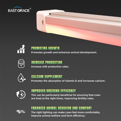 LED Dairy Farm Lighting Gece Seçenekleri ile Akıllı Doğrusal Işıklar Kümes hayvanları çiftliği 5ft 1500mm 76W Sütek Sığır Kullanımı